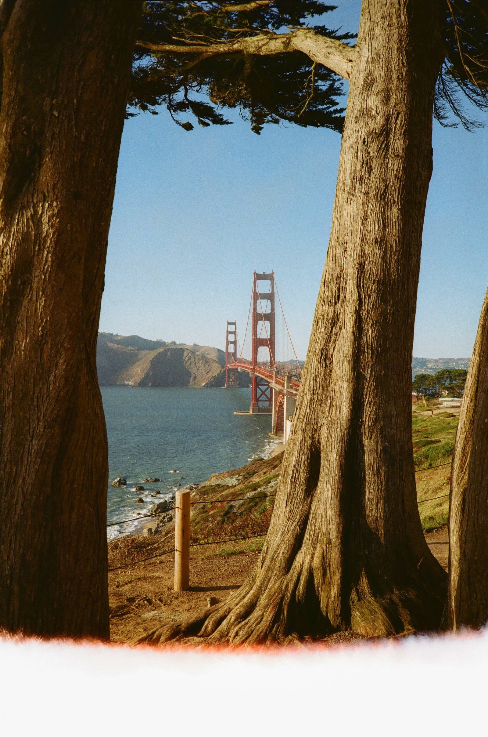 Golden Gate Bridge viewed through cypress trees in San Francisco